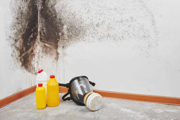 Best Affordable Mold Removal  in Sullivan City, TX