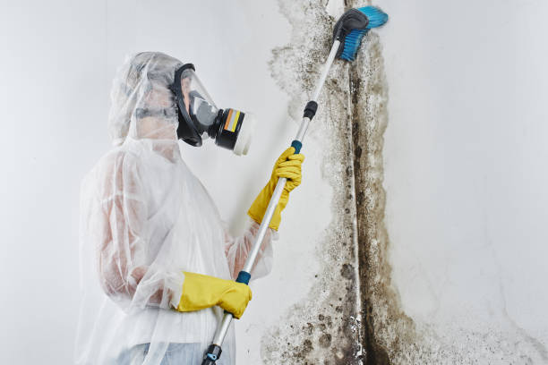 Reliable Sullivan City, TX Mold Removal Solutions