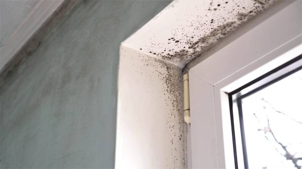 Best Home Mold Removal  in Sullivan City, TX