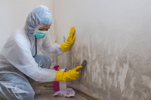 Best Best Mold Removal Companies  in Sullivan City, TX