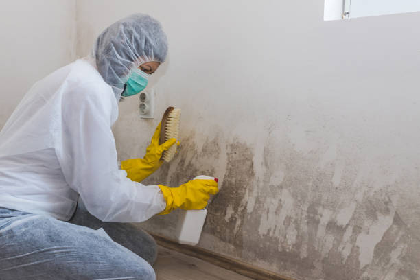 Best Professional Mold Removal  in Sullivan City, TX