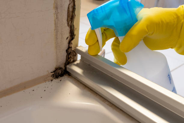 Best Commercial Mold Removal  in Sullivan City, TX