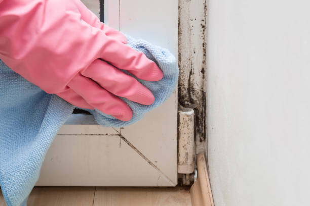 Best Fast Mold Removal  in Sullivan City, TX