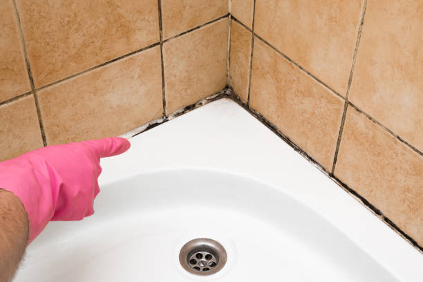 Best Black Mold Removal  in Sullivan City, TX